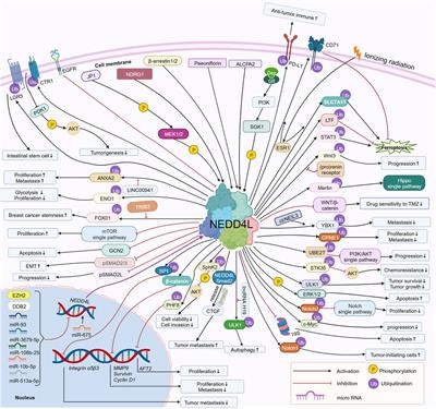 Frontiers | NEDD4L In Human Tumors: Regulatory Mechanisms And Dual ...